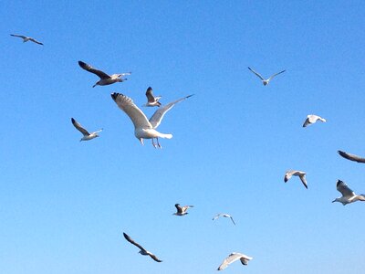 Air animal avian photo