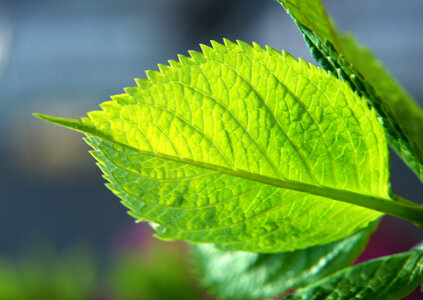 fresh mint leaves photo