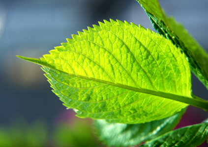 fresh mint leaves