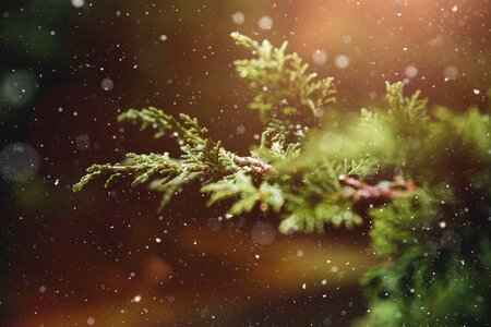 Conifer plant snow