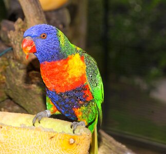 Colorful according to nature