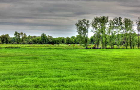 Landscape and livestock in the distance in Southern Wisconsin