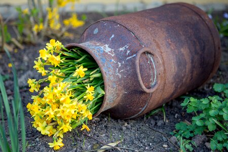 Flowers yellow flowers milk can