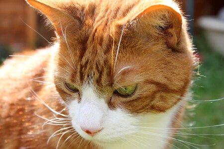 Cat close-up ginger whiskas photo