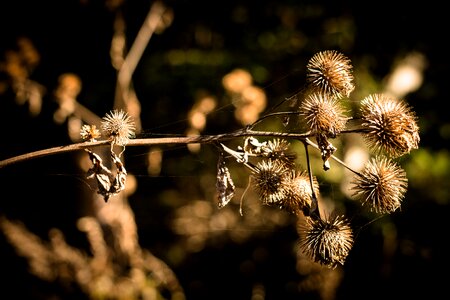 Nature flower plant