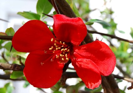 Bean beautiful flowers biology