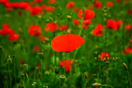 Agriculture beautiful flowers biology