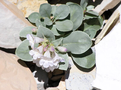 Parachute beardtongue plant-2