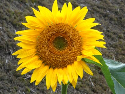 Flower blossom bloom