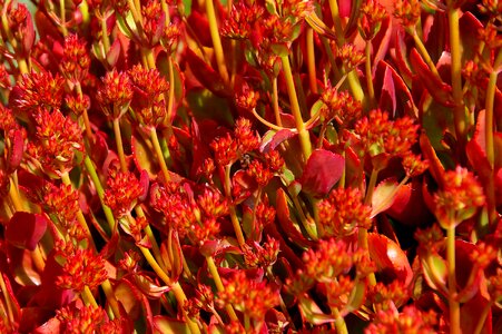 Flowers leaves foliage
