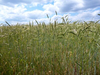 Cornfield summer plant