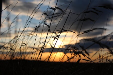 Sky grasses sunset photo