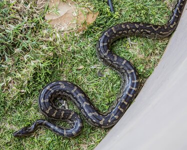 Animal disruptive poisonous snake photo