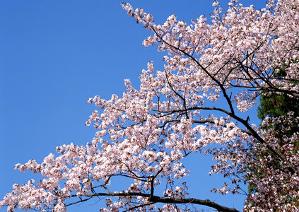 Pink flowering tree in springtime. photo