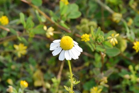 Chamomile herb meadow