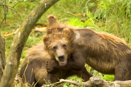 Bears grizzly 