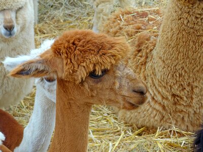 Farm zoo llama wool