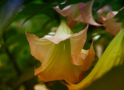 Boost large flower sharpness