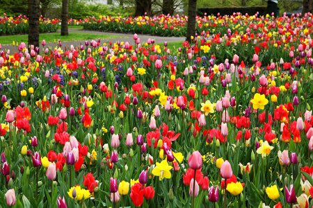 Colorful field flora photo