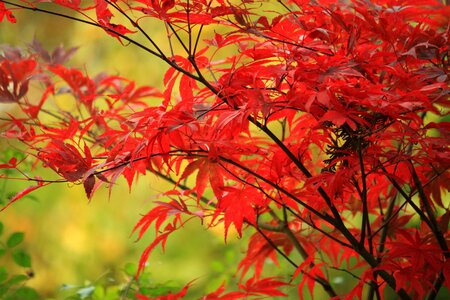 Leaves in the autumn colorful red photo