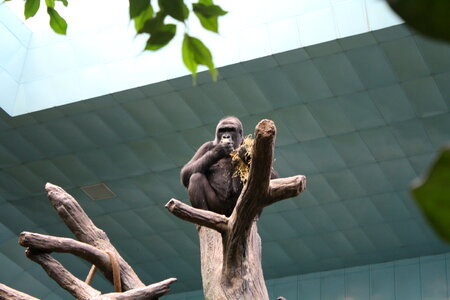 Gorilla Zoo Animals On Tree Branch photo