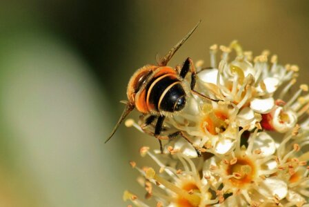 Pollen macro insect photo