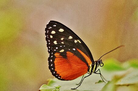 Animal black green