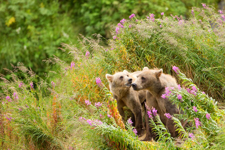 Kodiak brown bear with cubs-1