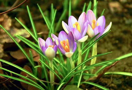 Beautiful Flowers beautiful photo crocus