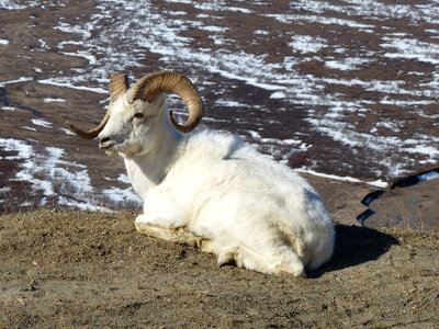 Ram in Denali National Park, Alaska photo