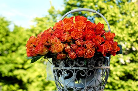 Beautiful beautiful flowers beautiful image