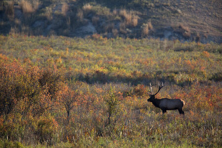 Bull Elk in shrubby landscape photo