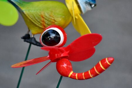 Detail details dragonfly