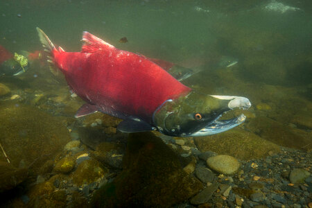 Sockeye Salmon-1 photo