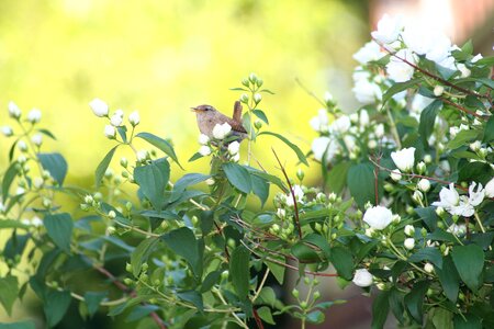 Garden bird nature deutzia