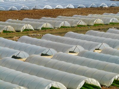 Cultivation cultivate rural