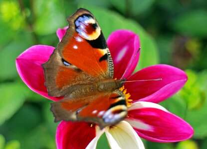 Butterflies edelfalter blossom photo