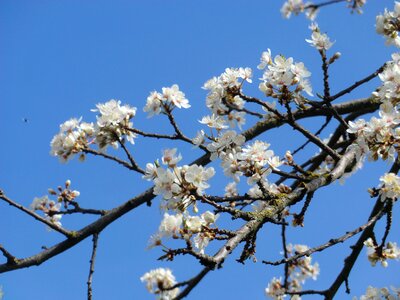 White yellow plums fruit