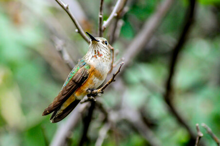 Female Rufous hummingbird on twig