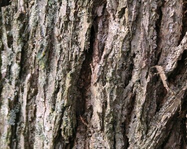 Tree walnut 