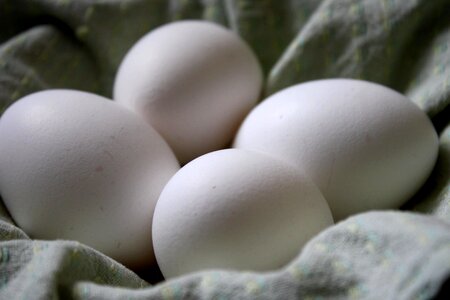 Egg food protein