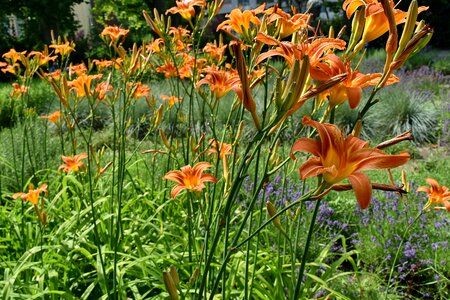Green Grass horticulture lily