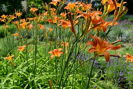 Green Grass horticulture lily photo