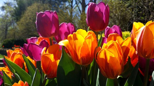 Spring nature flower