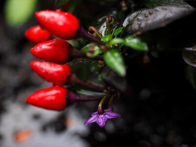 Blossom bloom violet