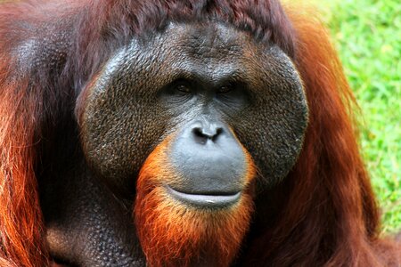Nature ape hair photo