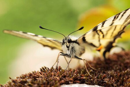 Animal arthropod beautiful image