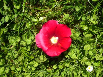 Blossoming red 