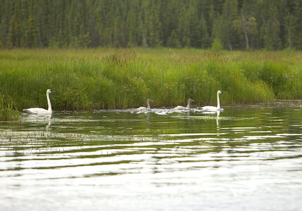 Swan family photo