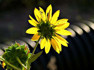 Flower nature wild flower